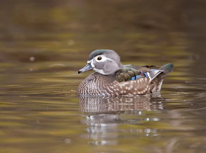 The Wood Ducks of the Montopolis Wetland