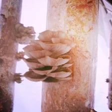 Volunteer at Circle Acres with Myco Alliance! 