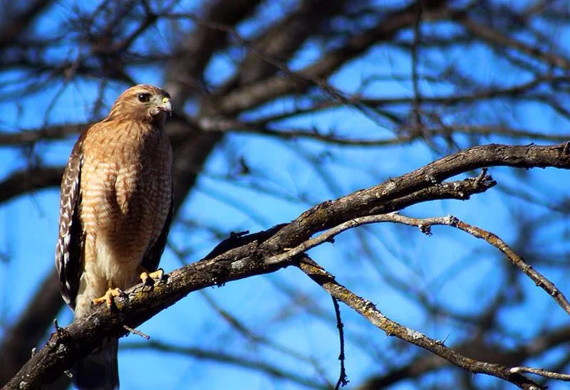 Community Bird Walk @ Circle Acres