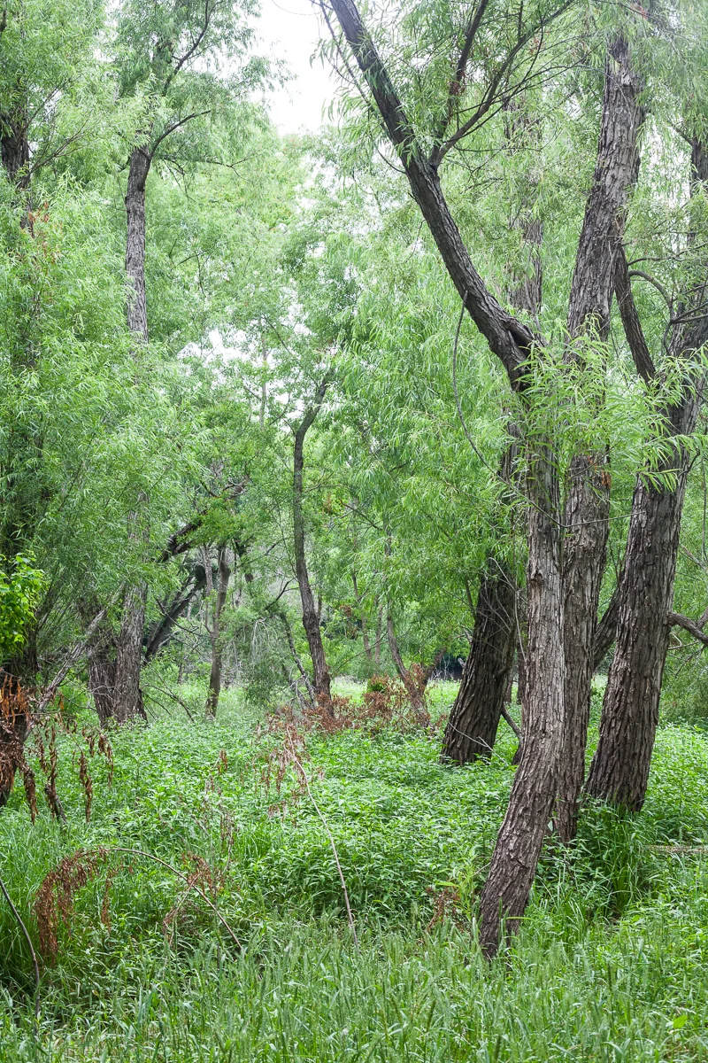 Tree Identification: Evening Walk with TreeFolks