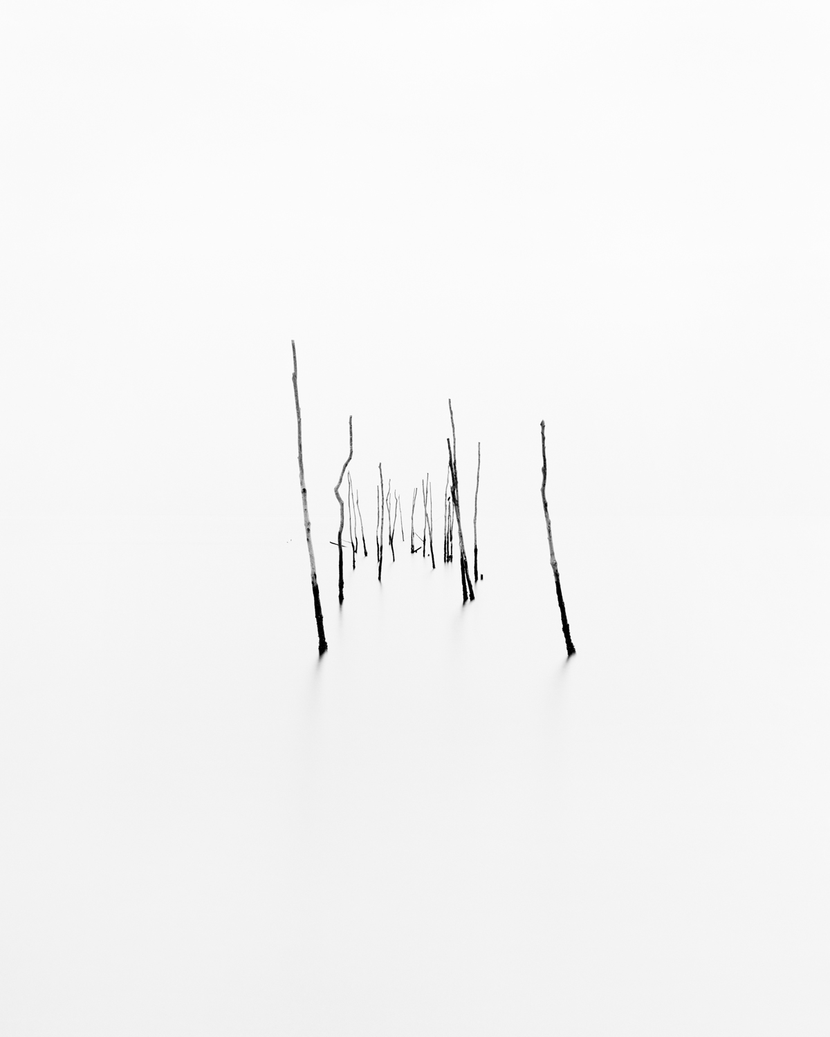 Pound Net VI