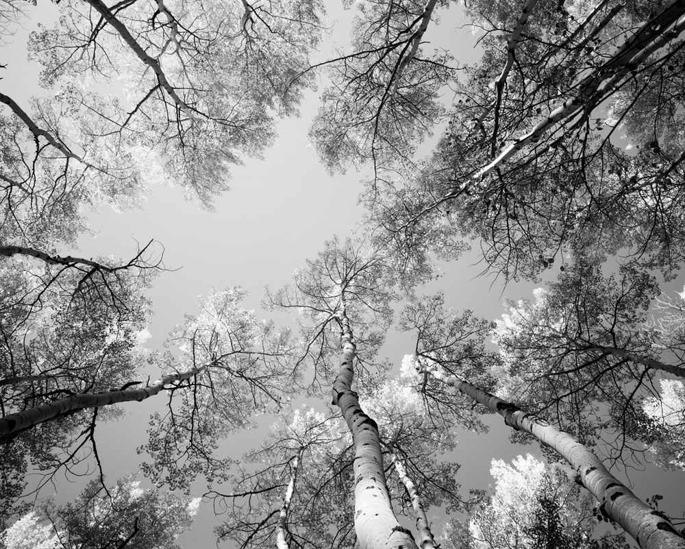 Aspens II, 2012 (Ilford FP4 with red 25)