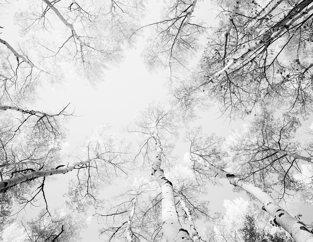 Aspens I, 2012 (Ilford FP4 with yellow 12)