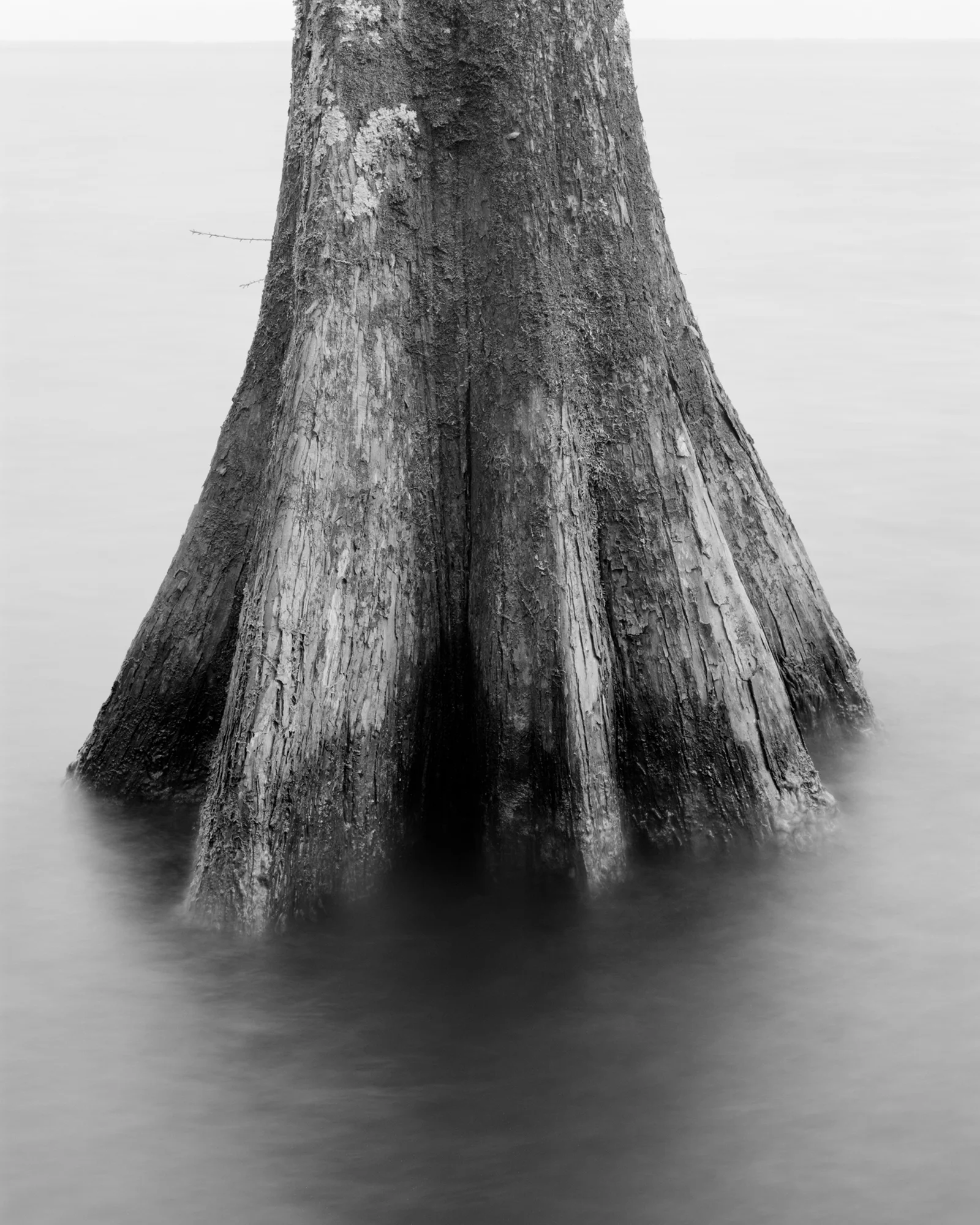 CYPRESS STUDY II