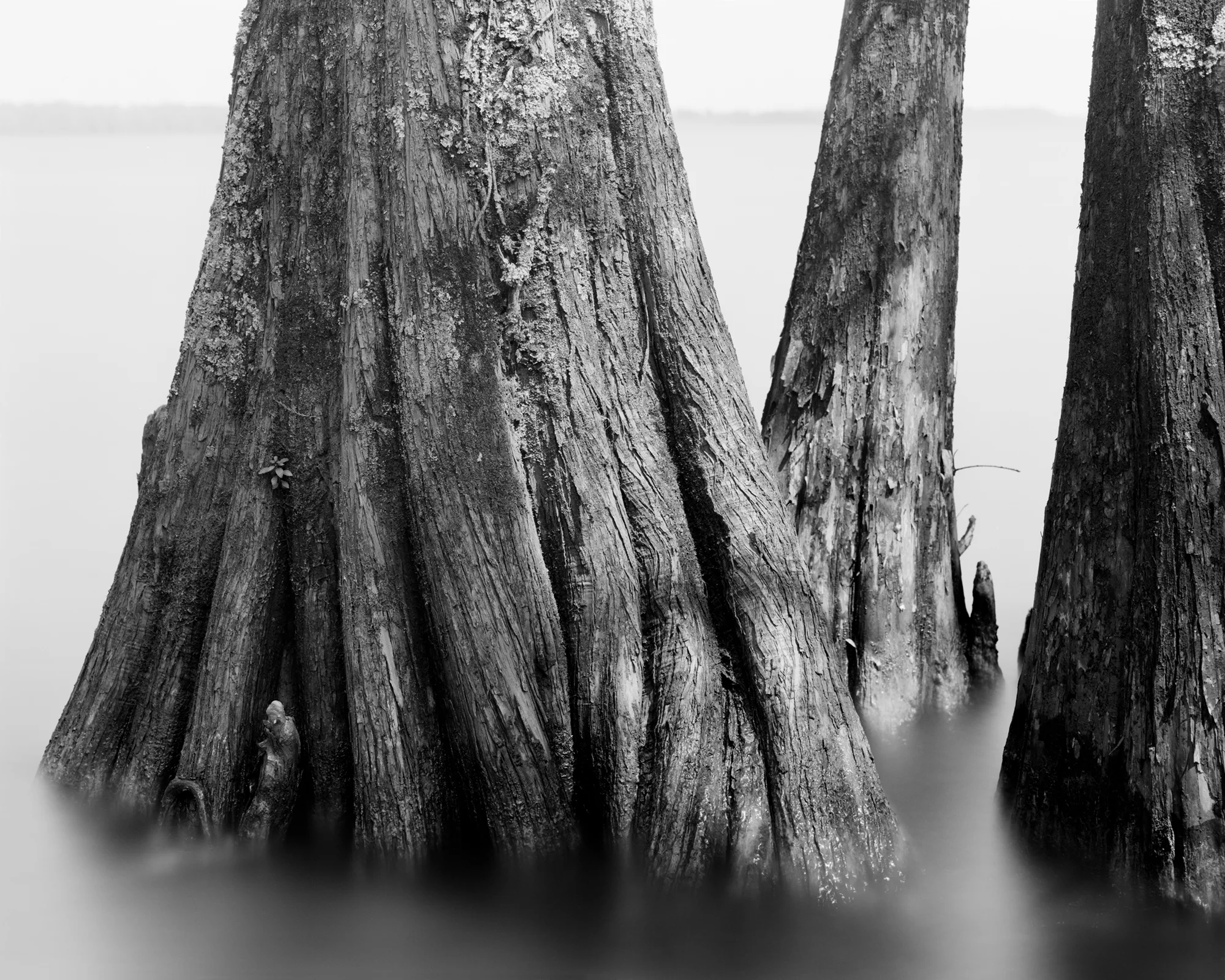 CYPRESS STUDY IV
