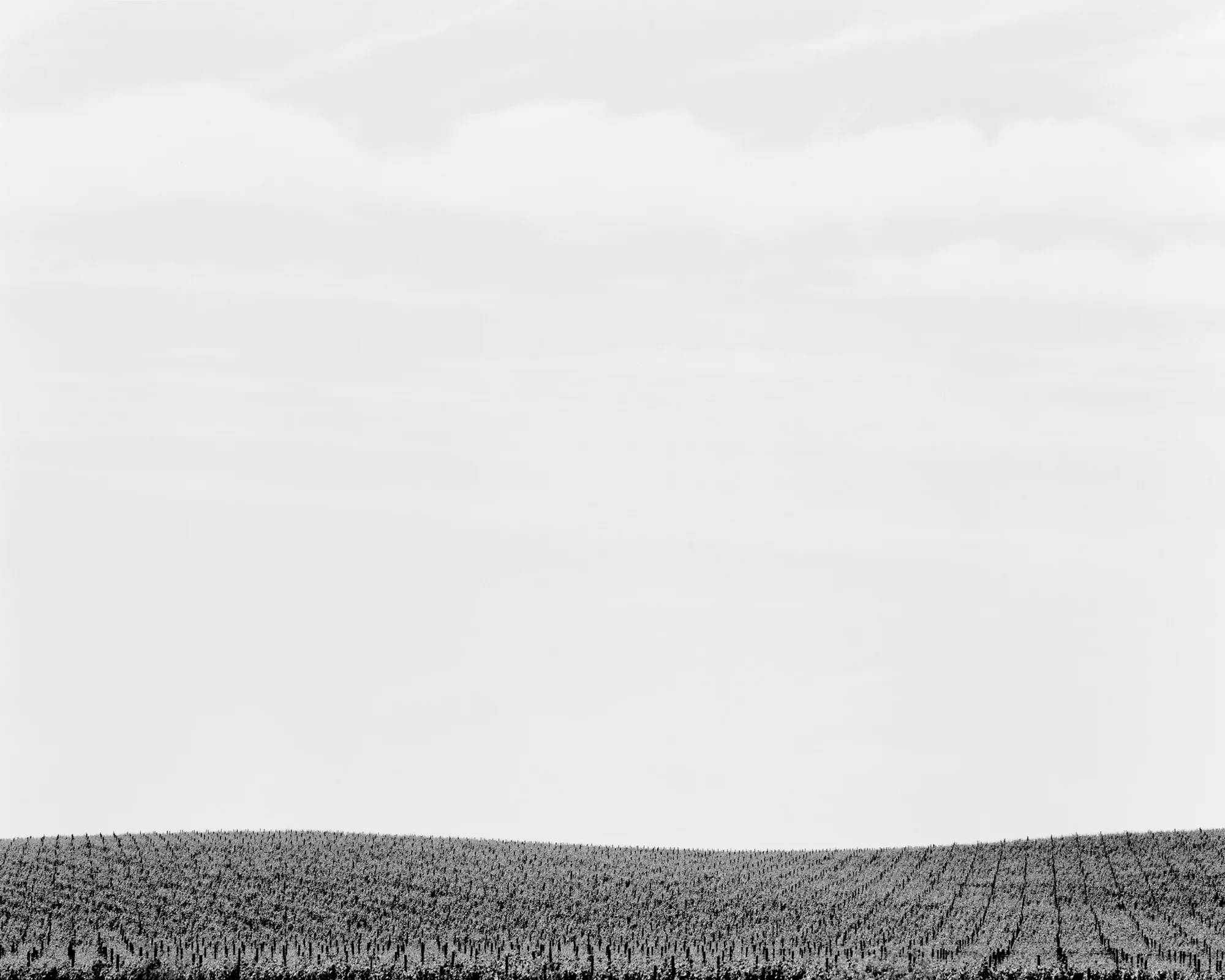 Vineyard no. 3