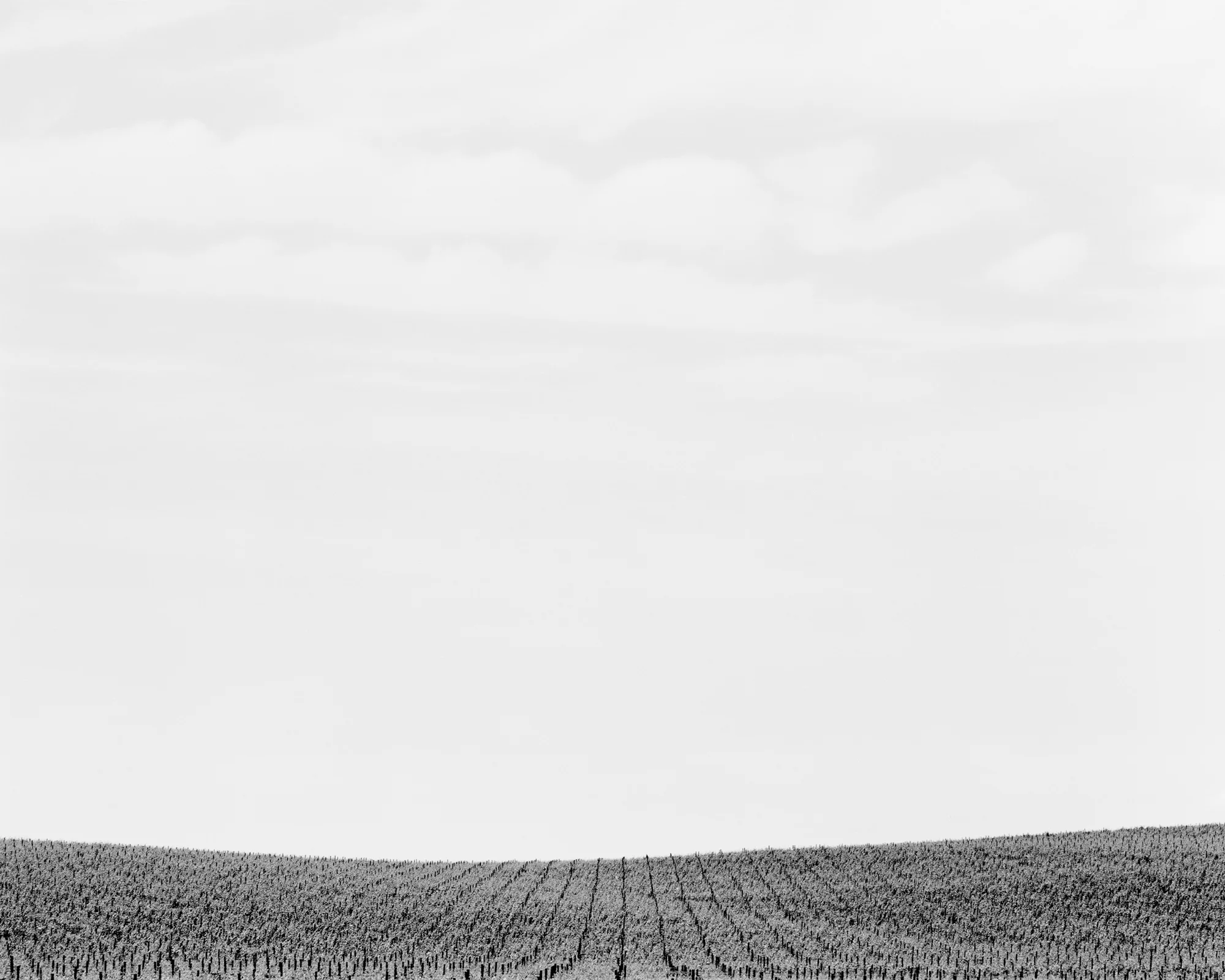 Vineyard no. 4