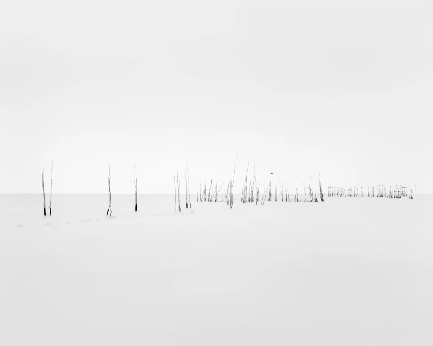 POUND NET XII
