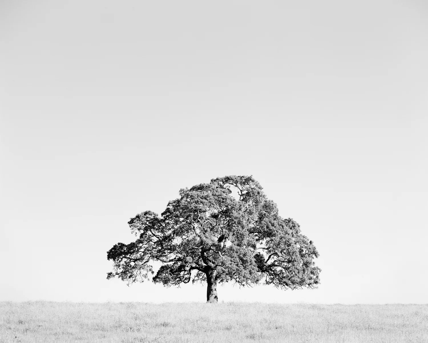 OAK STUDY II