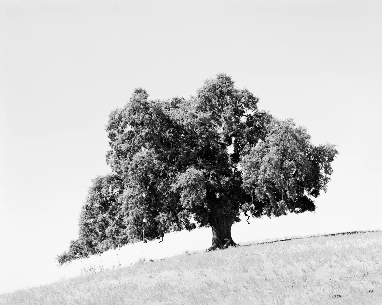 OAK STUDY III