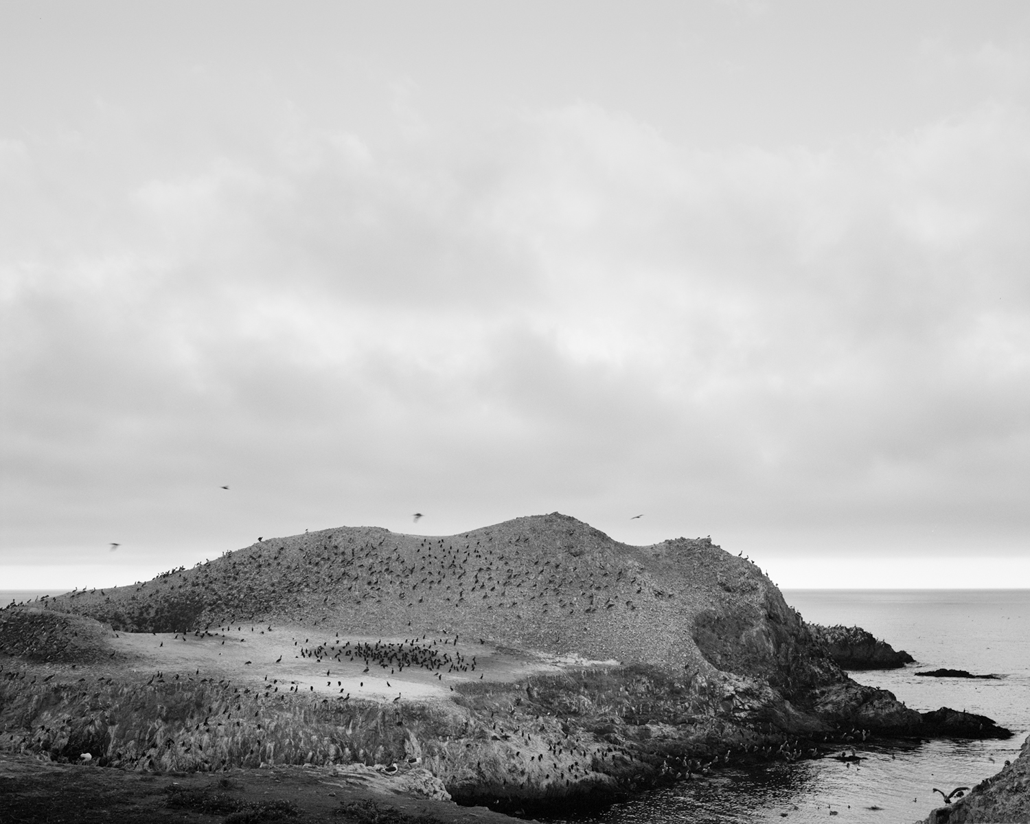 POINT LOBOS II