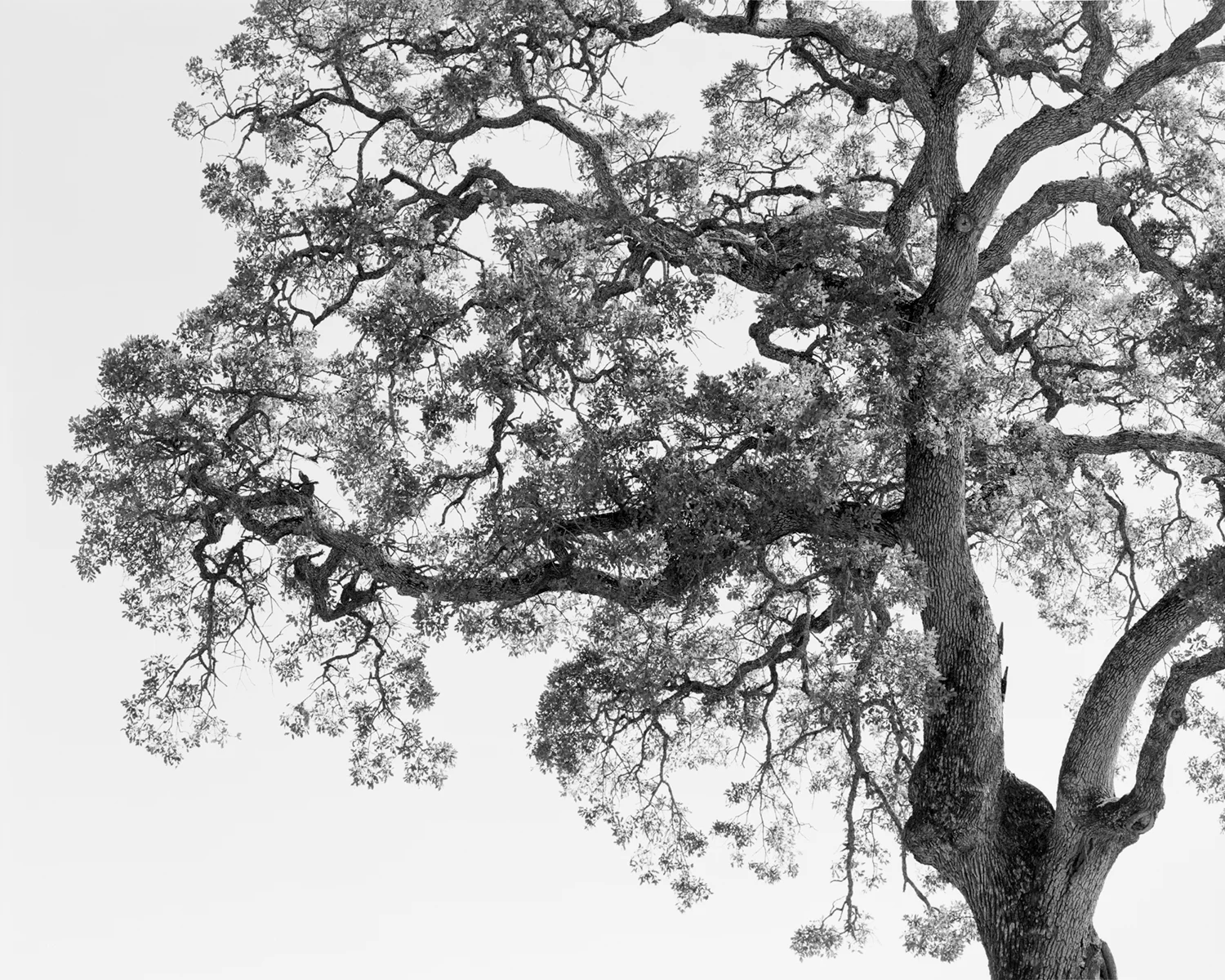 OAK STUDY IX, 2017