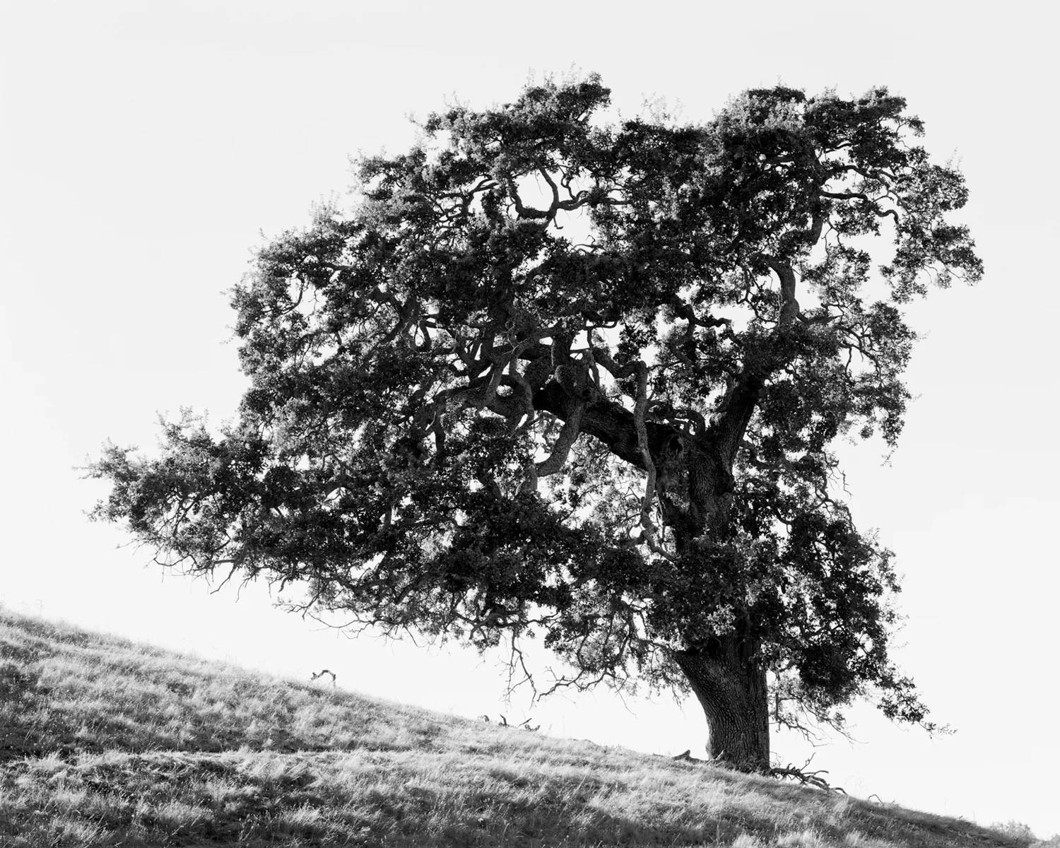 OAK STUDY IV, 2017