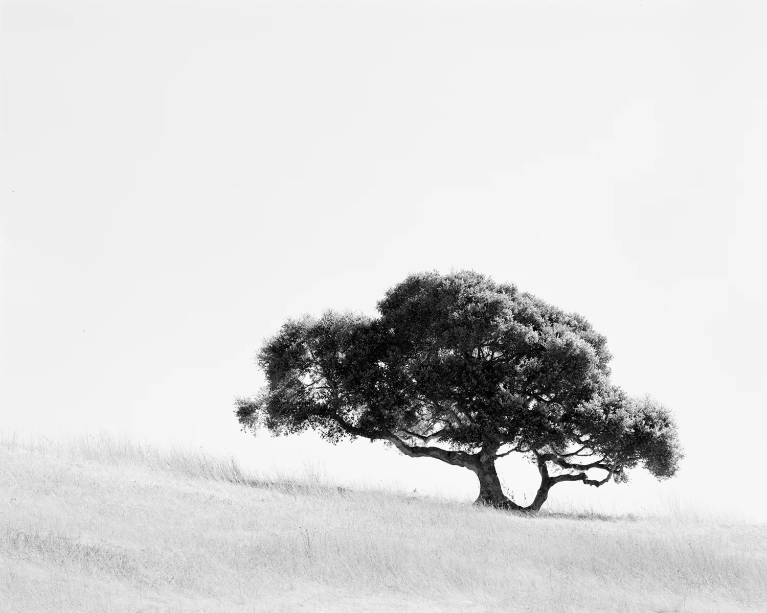 OAK STUDY VI, 2017
