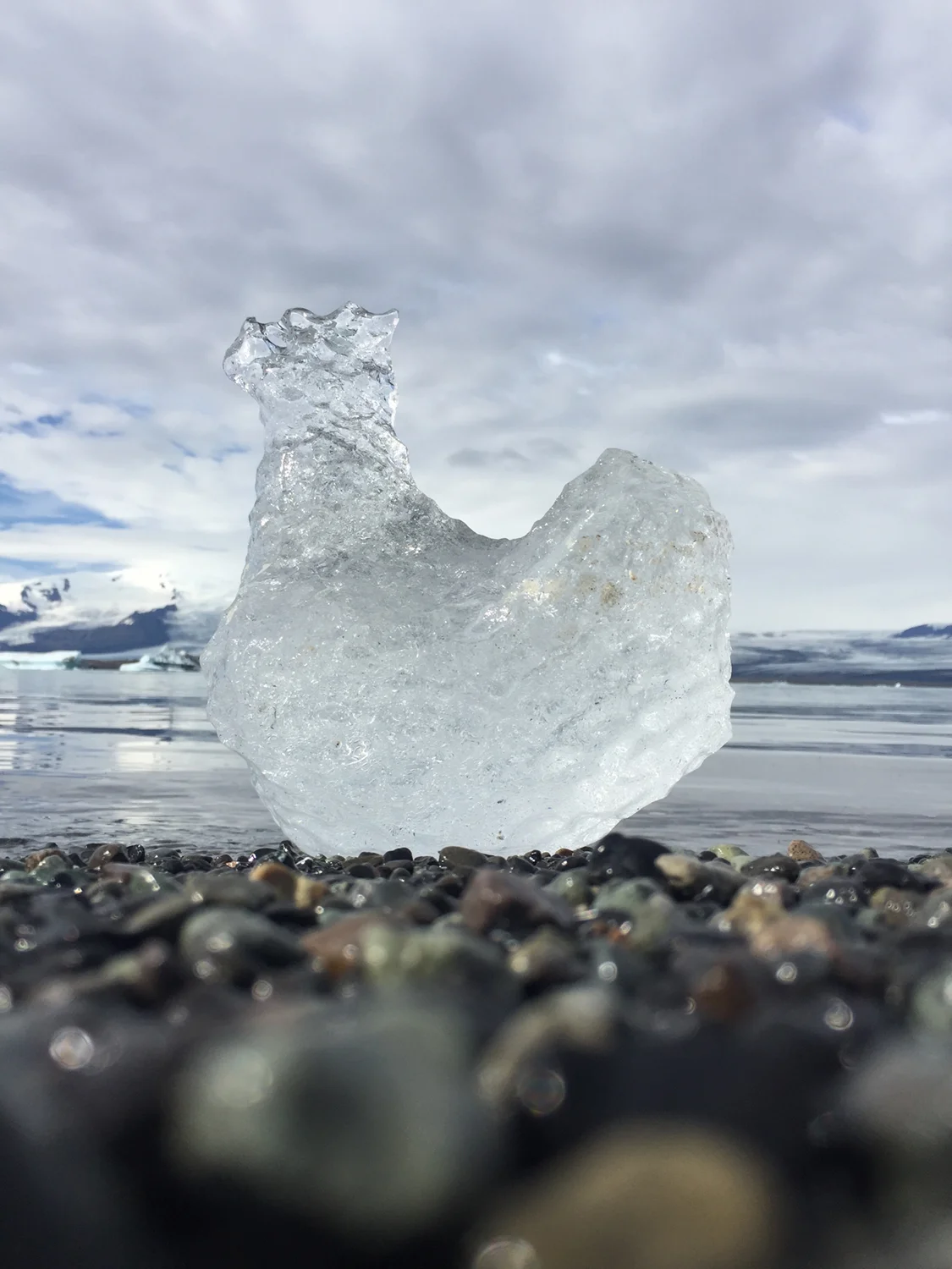 Speaking of ice cubes, this photo of a piece of ice that looks like a chicken is the only good iPhone photo I've ever taken. True story. #nofilter