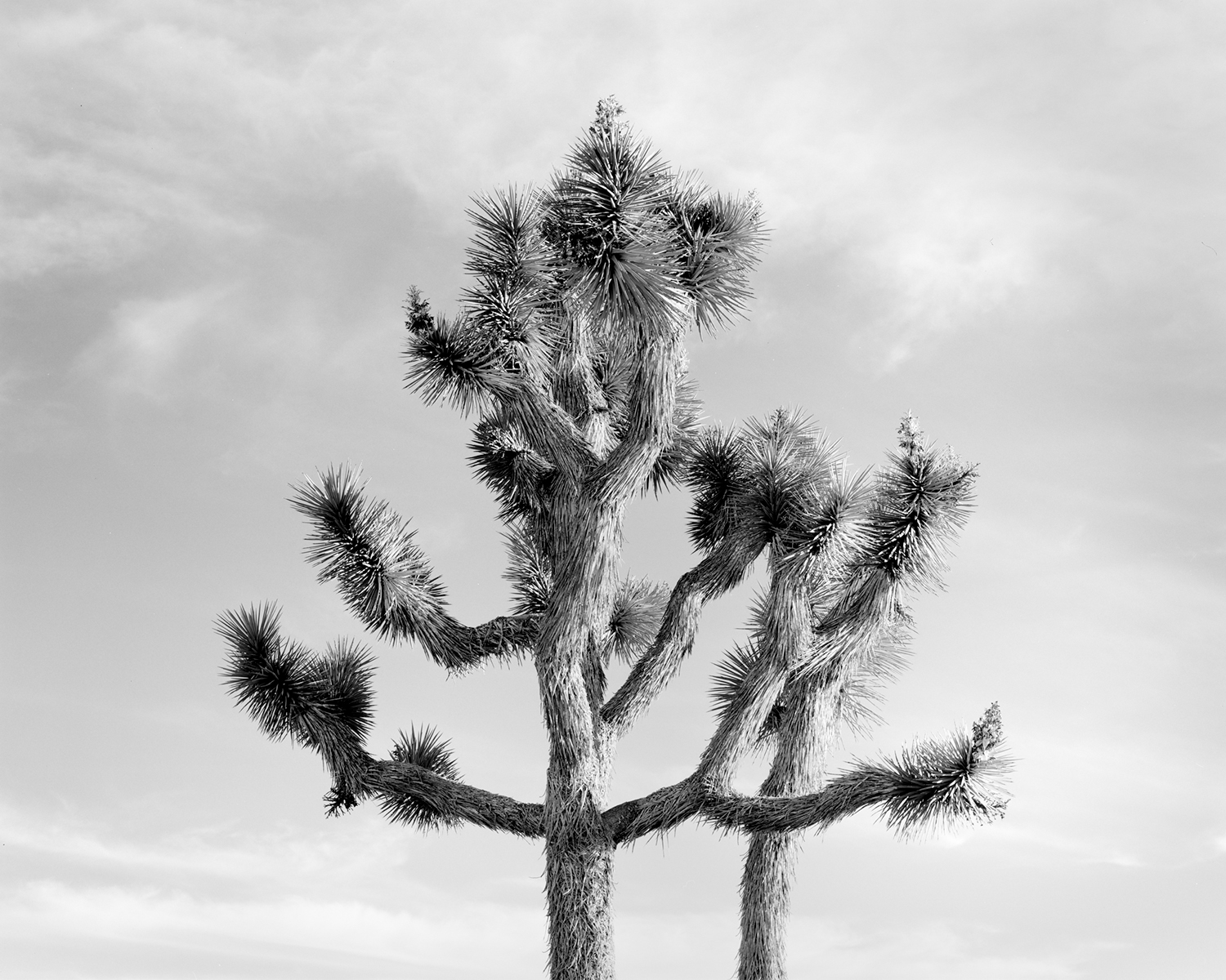 JOSHUA TREE IV