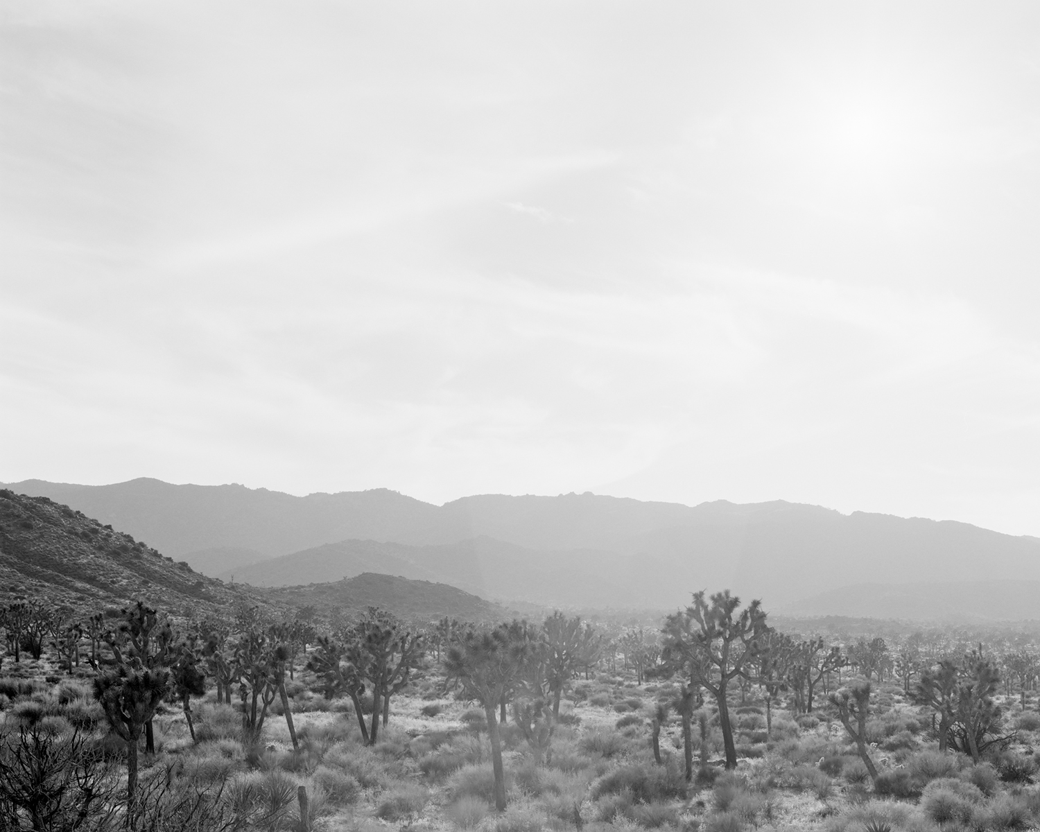 JOSHUA TREE V