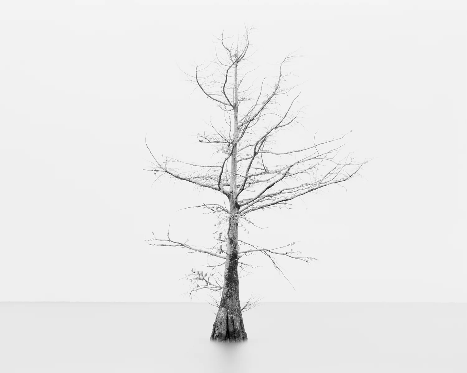 CYPRESS STUDY VI