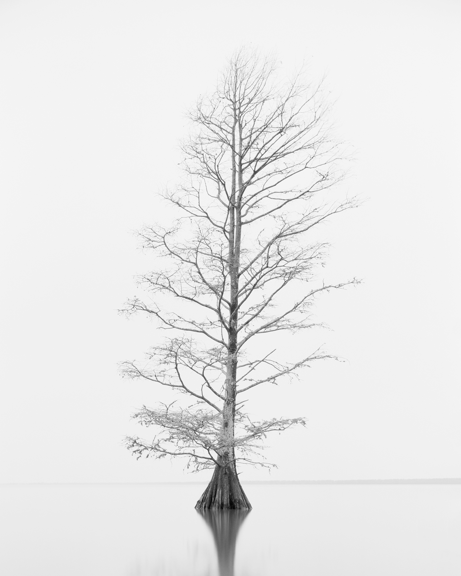 CYPRESS STUDY VIII