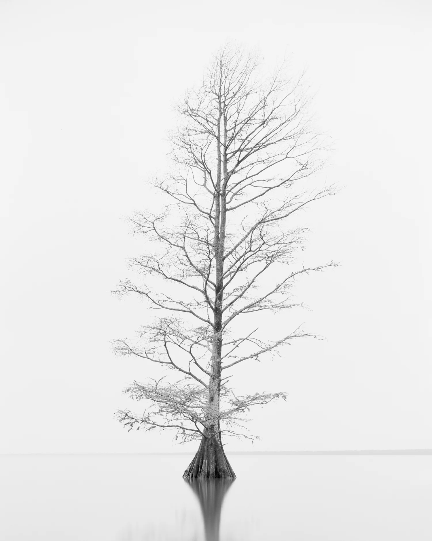 CYPRESS STUDY VIII