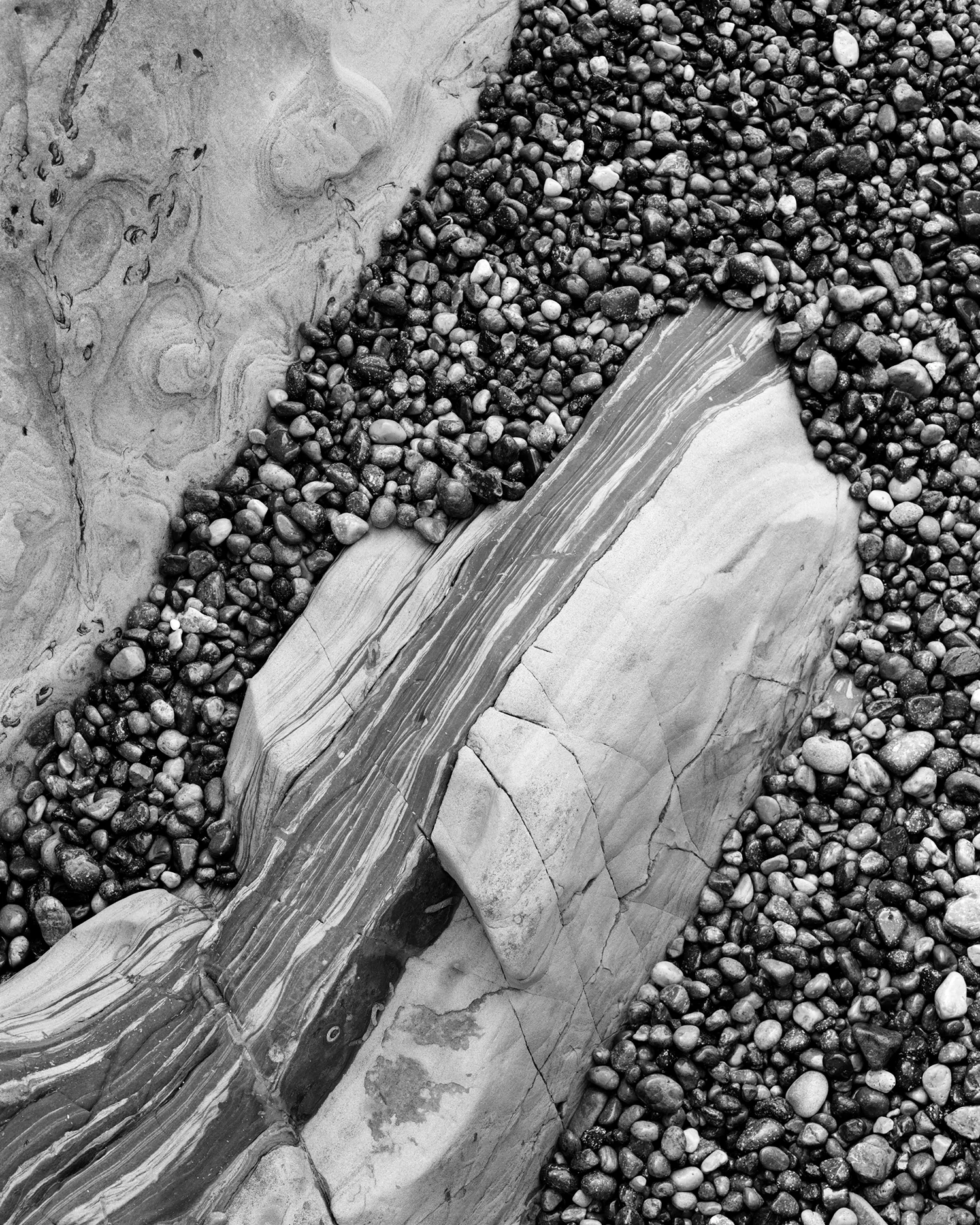 POINT LOBOS VIII