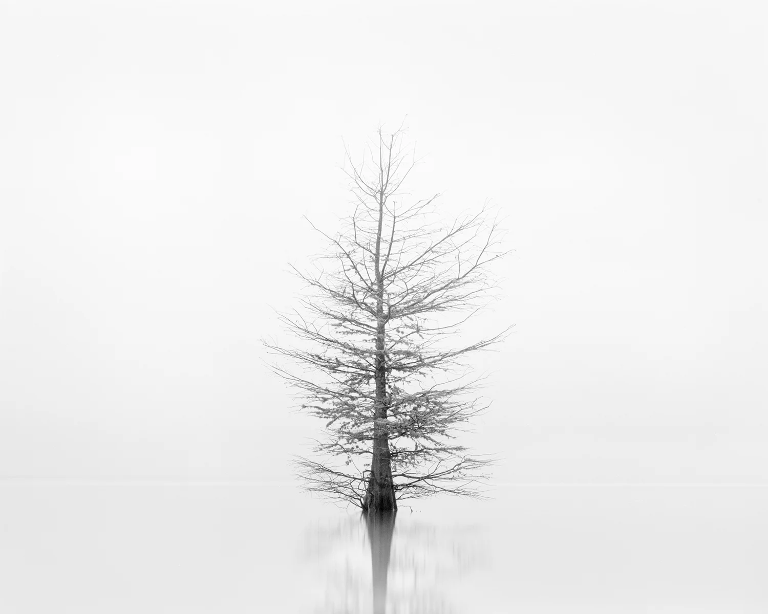 CYPRESS STUDY XIII