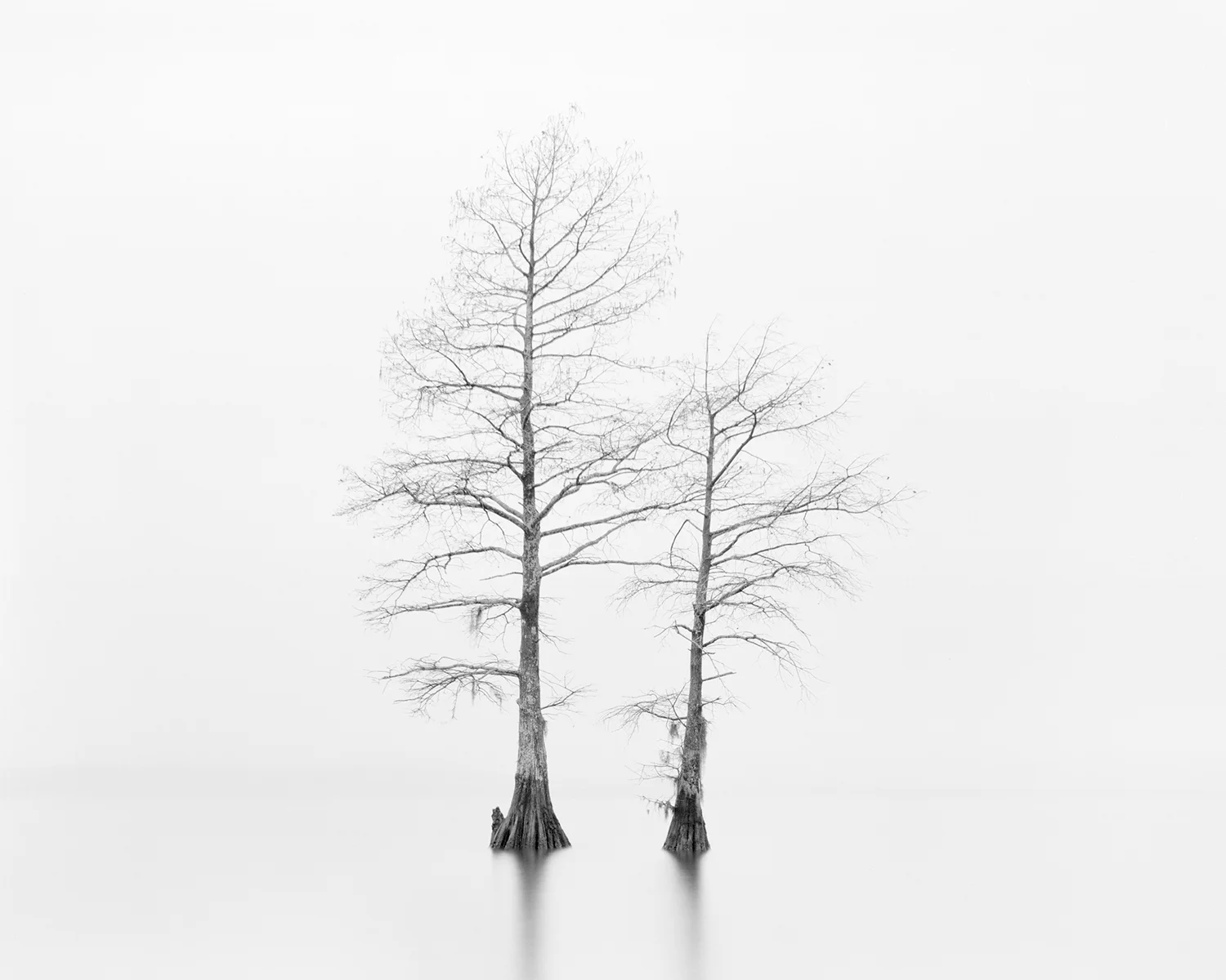 CYPRESS STUDY XII