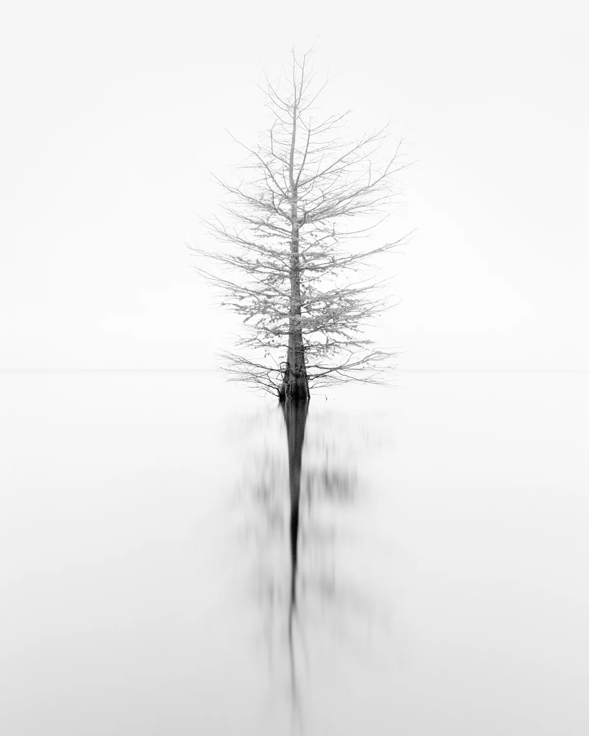 CYPRESS STUDY XIV