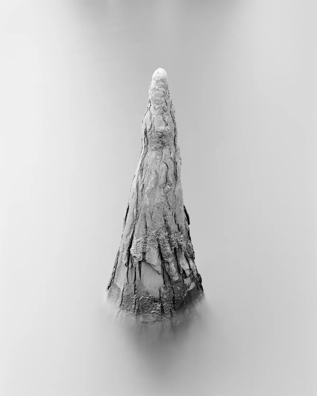 CYPRESS STUDY XVI