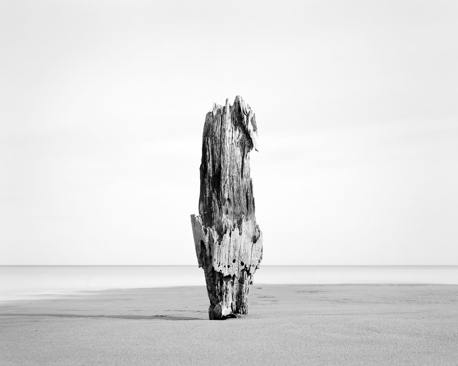 GHOST FOREST VII