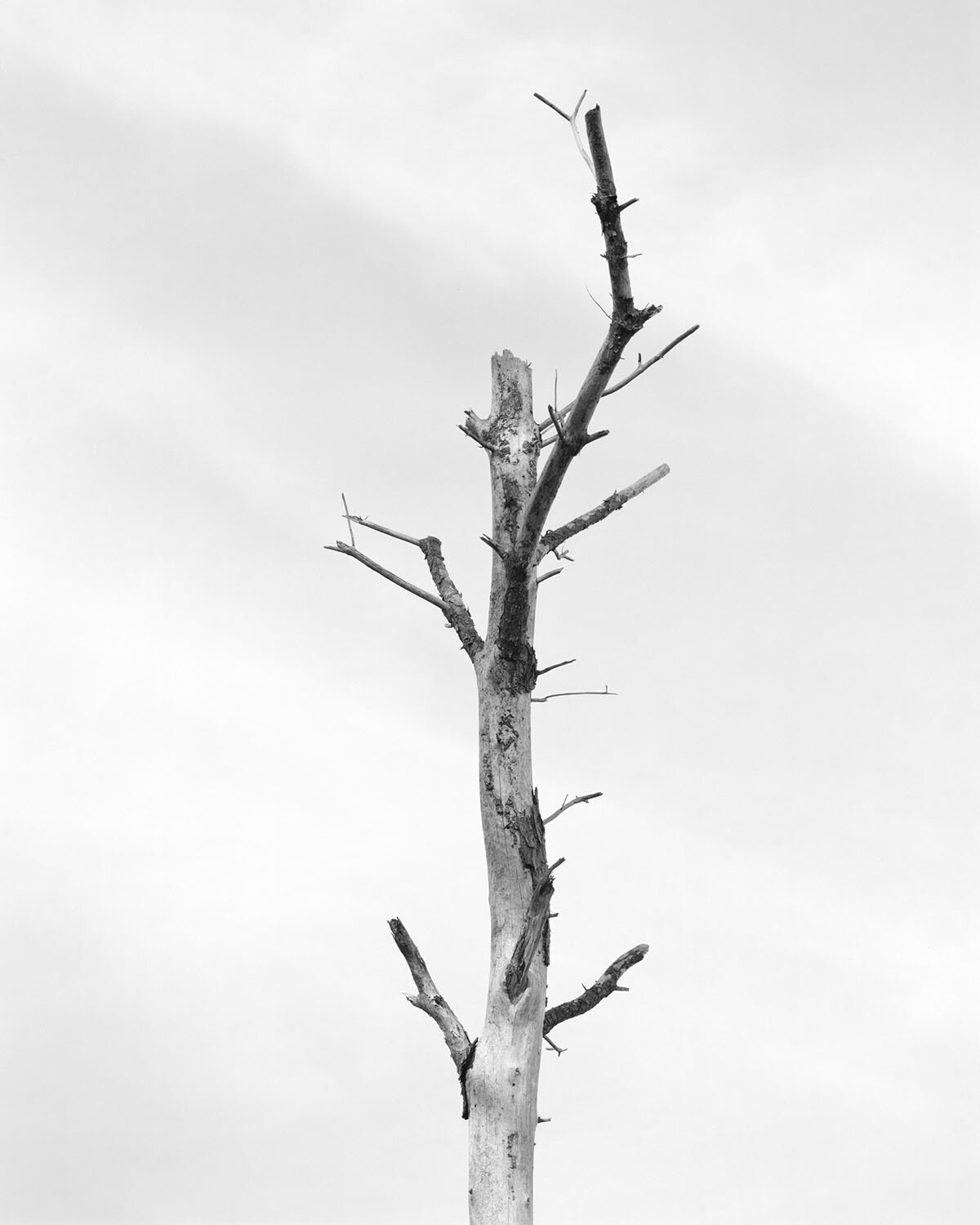 GHOST FOREST X