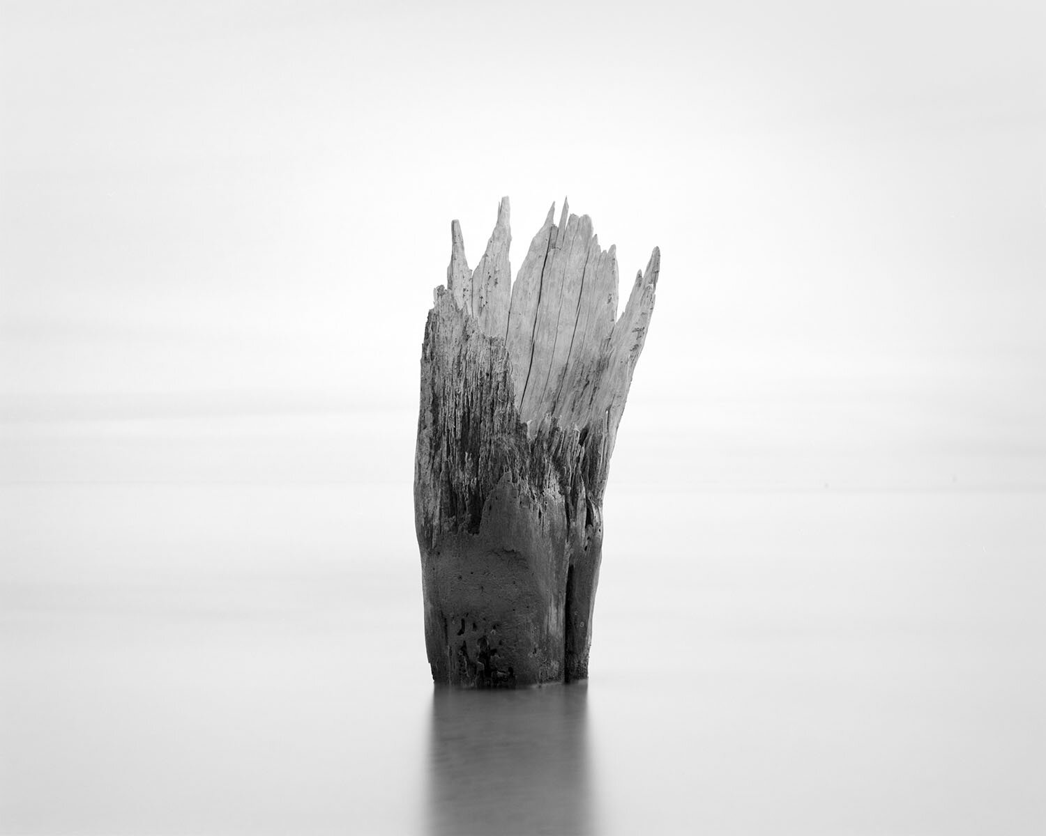 GHOST FOREST IX