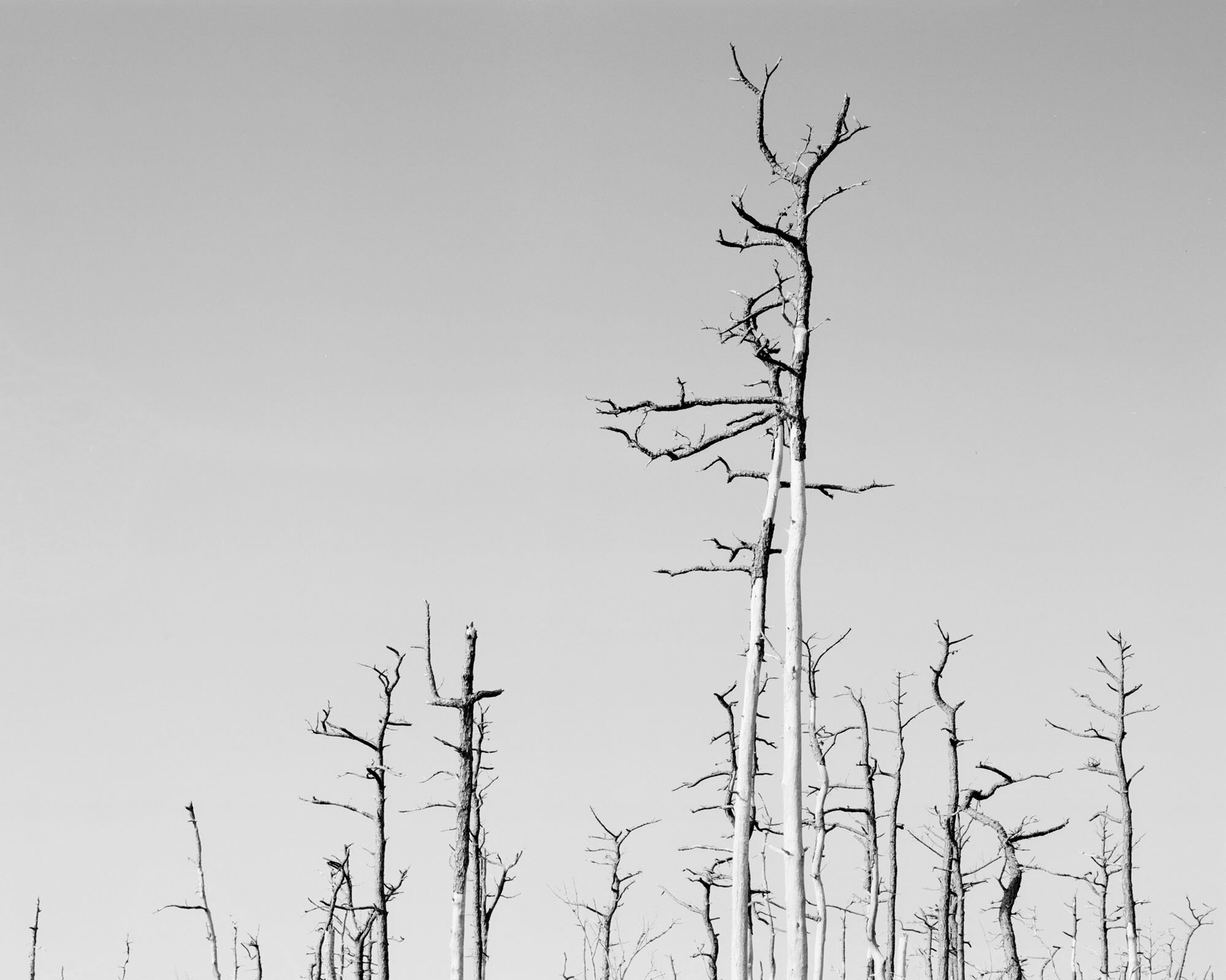 GHOST FOREST I