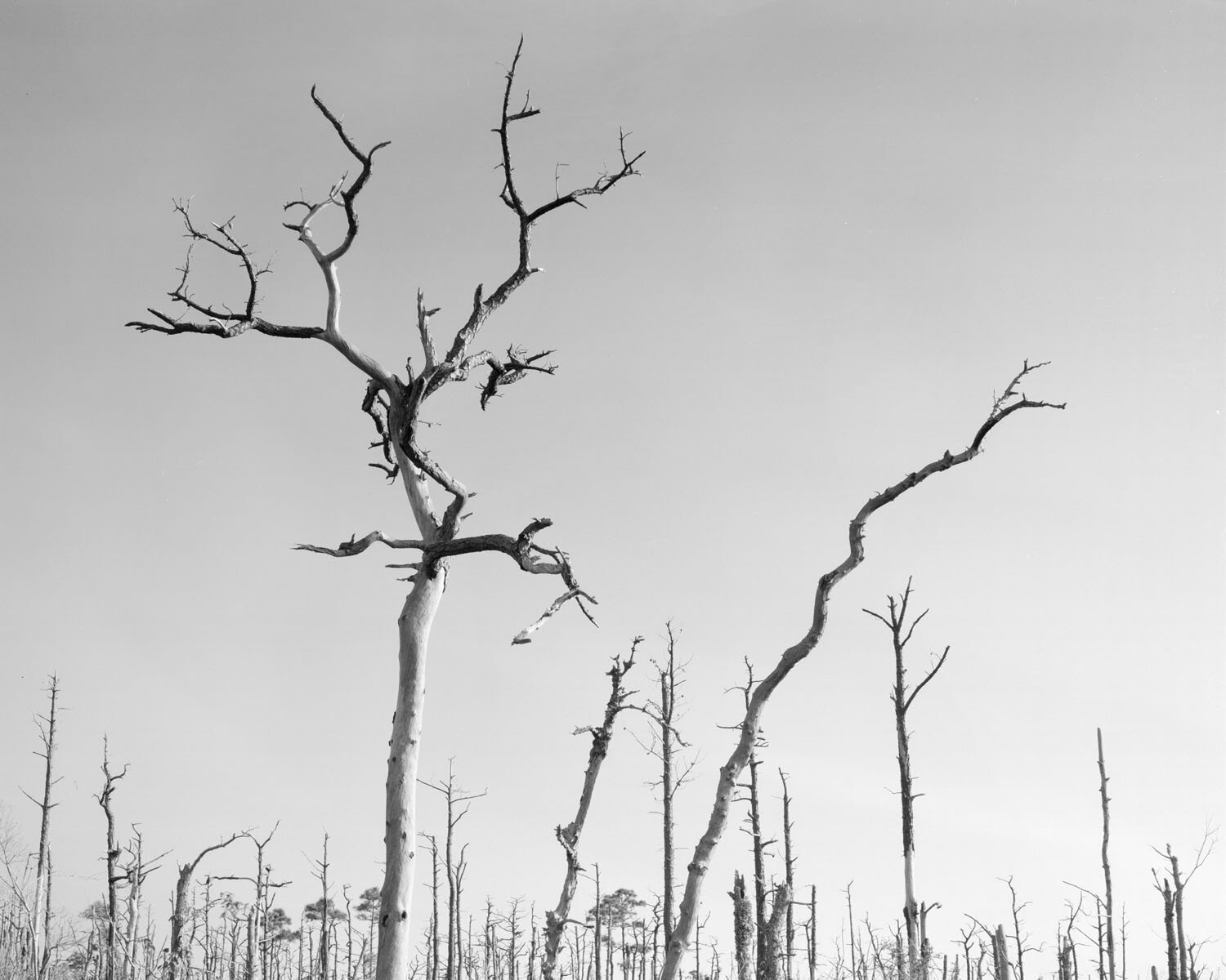 GHOST FOREST II