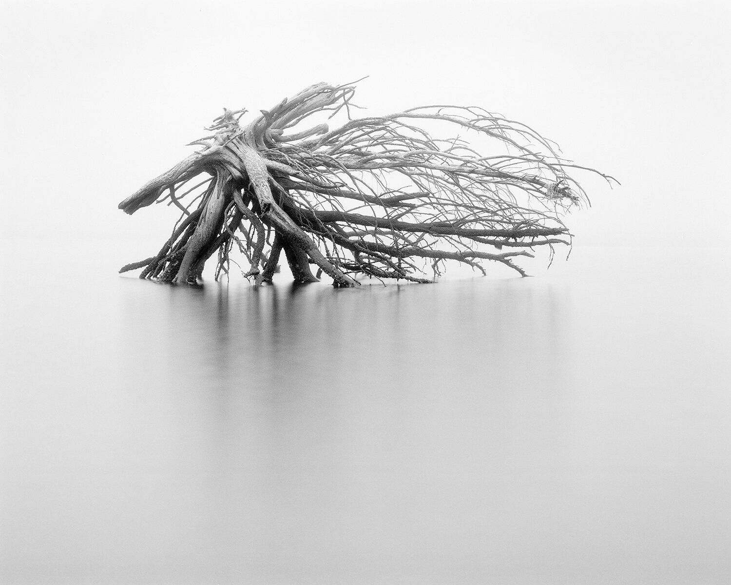 GHOST FOREST XI