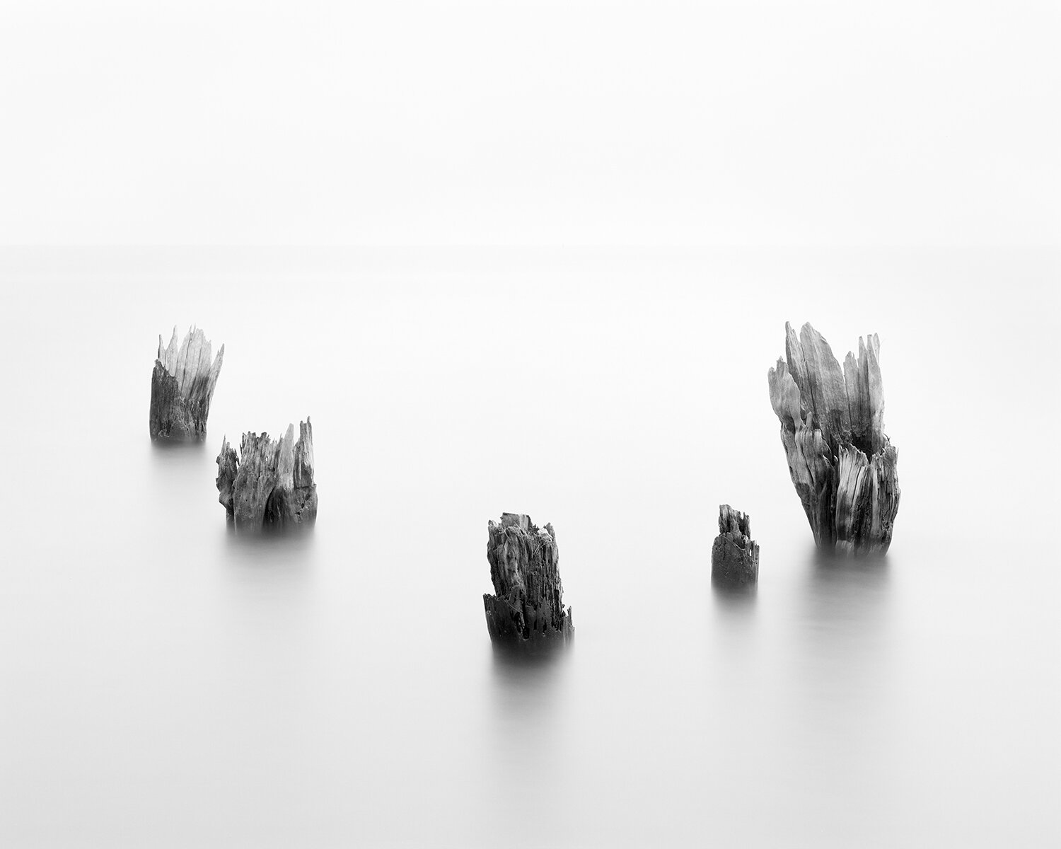 GHOST FOREST XV