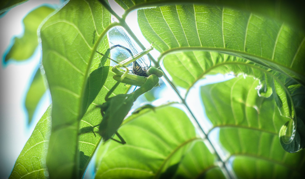 Some Local Residents.