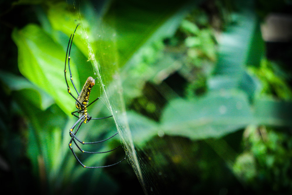 Don't be fooled... This guy has a nine inch legspan! With 1/4" fangs to match!