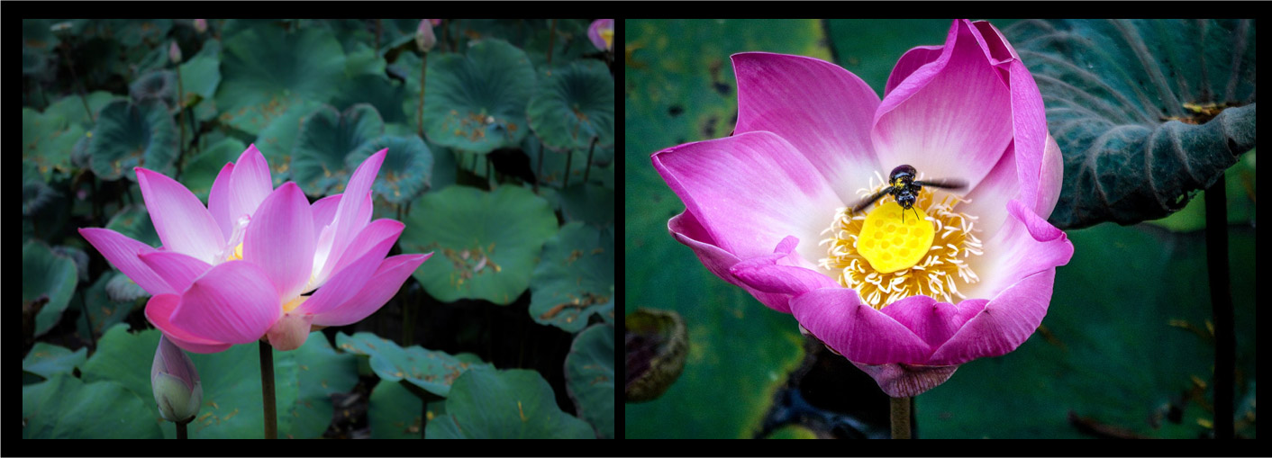 Beautiful Lotus Flowers!