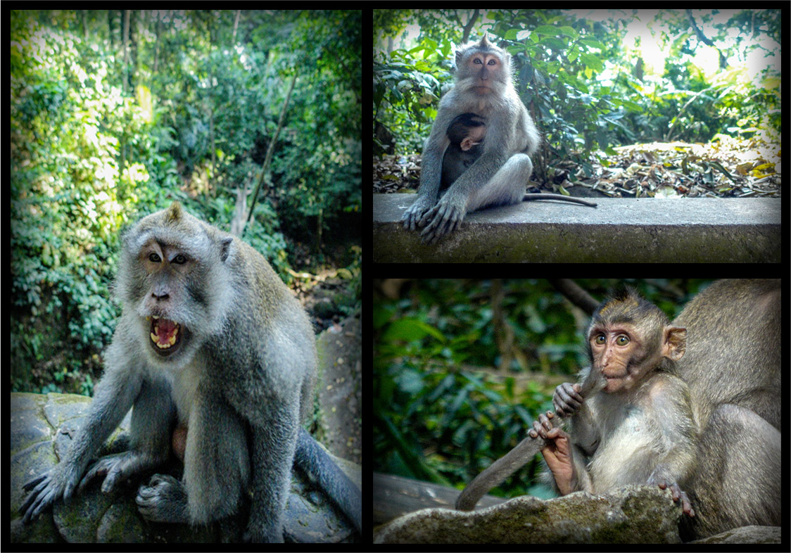 The monkey on the left wasn't biggest fan of Mikey. Mikey blew on his face in order to get him to look at the camera and this was his ferocious reply. 