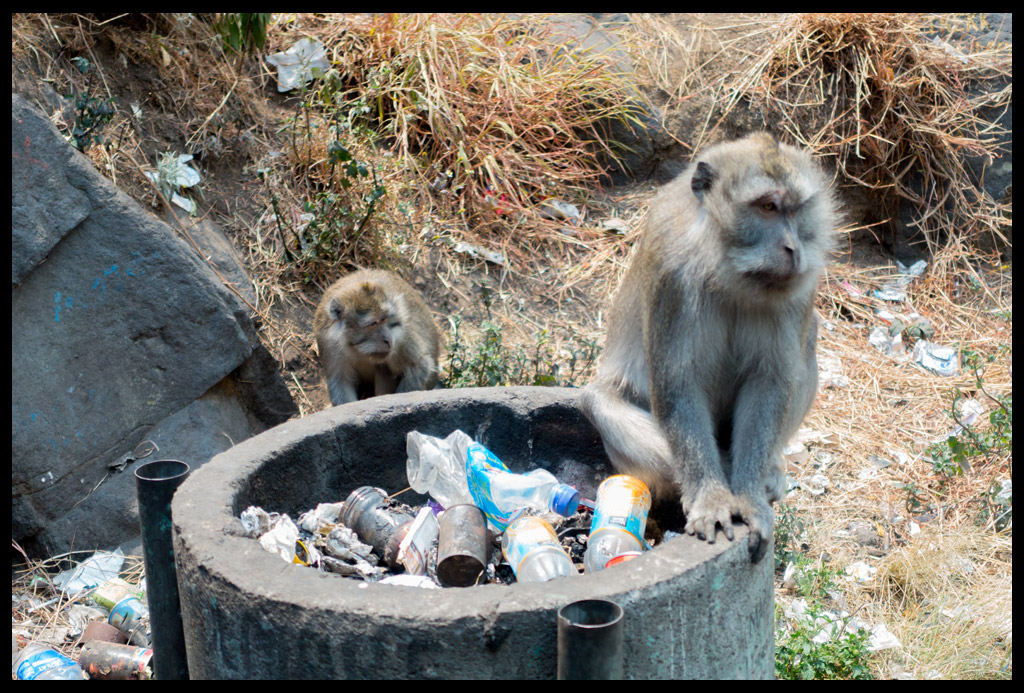 Monkeys and Trash, what a combo! 