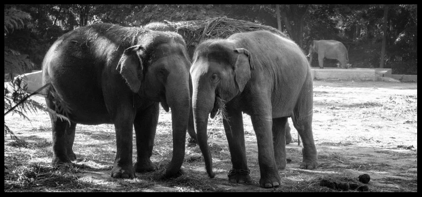 Mysore Zoo! 