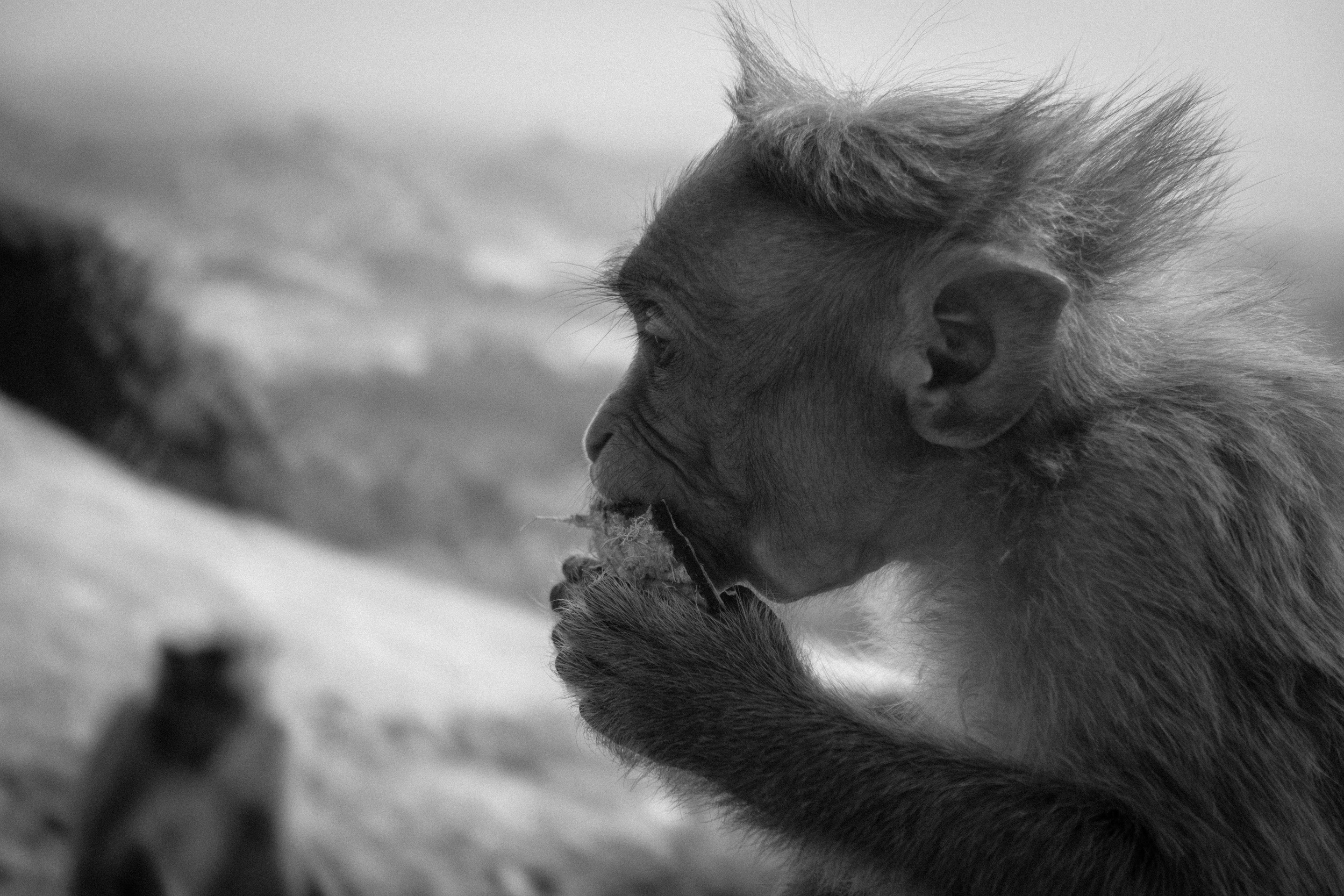 monkey B&W2.jpg