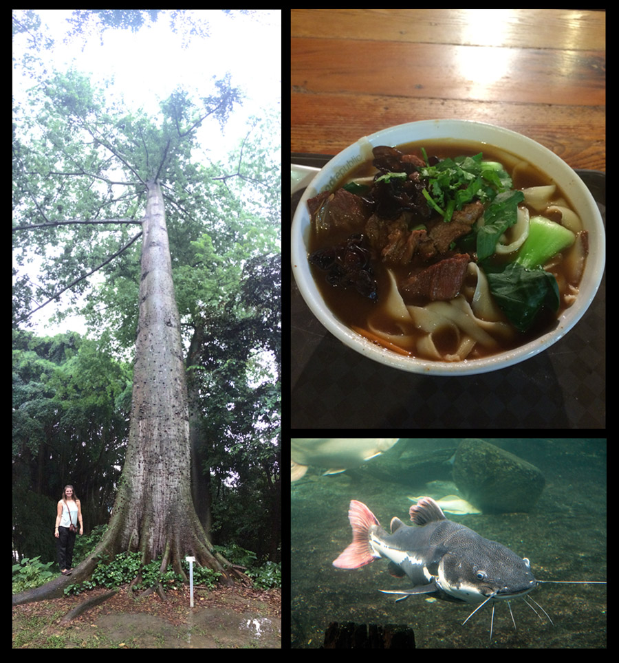 Left: Huge tree at one of the many parks throughout the city. Top Right: Some scrumptious soup! Bottom Right: "Bob" the catfish at one of the botanical gardens. 