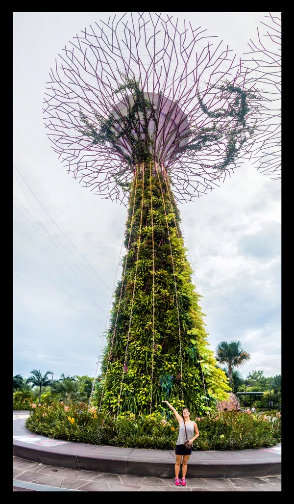 Up close and personal with one of the Supertrees at Gardens By the Bay!