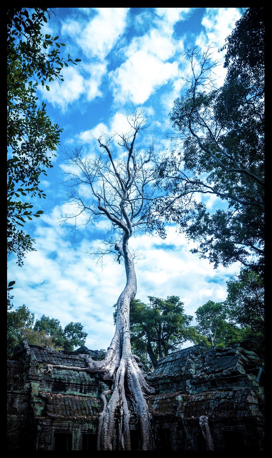 The White Tree of Gondor!
