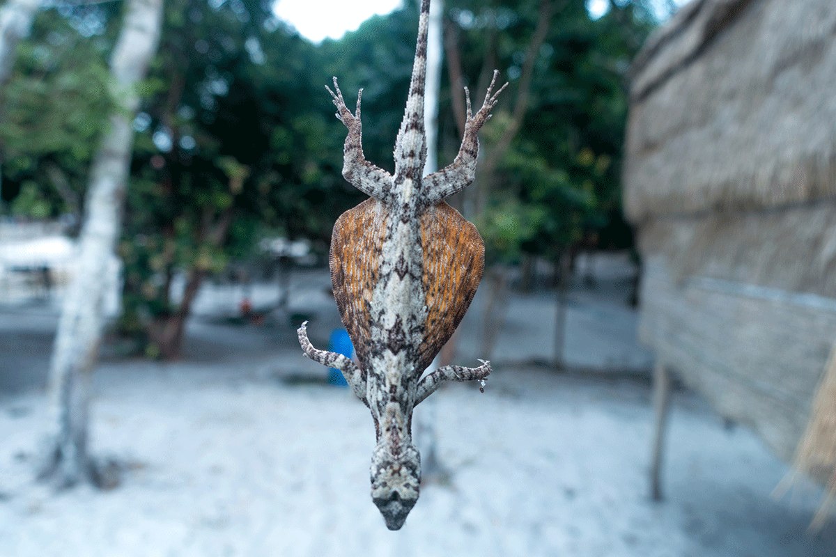 Flying Lizard! We couldn't get him to do the full spread but you get the picture. 