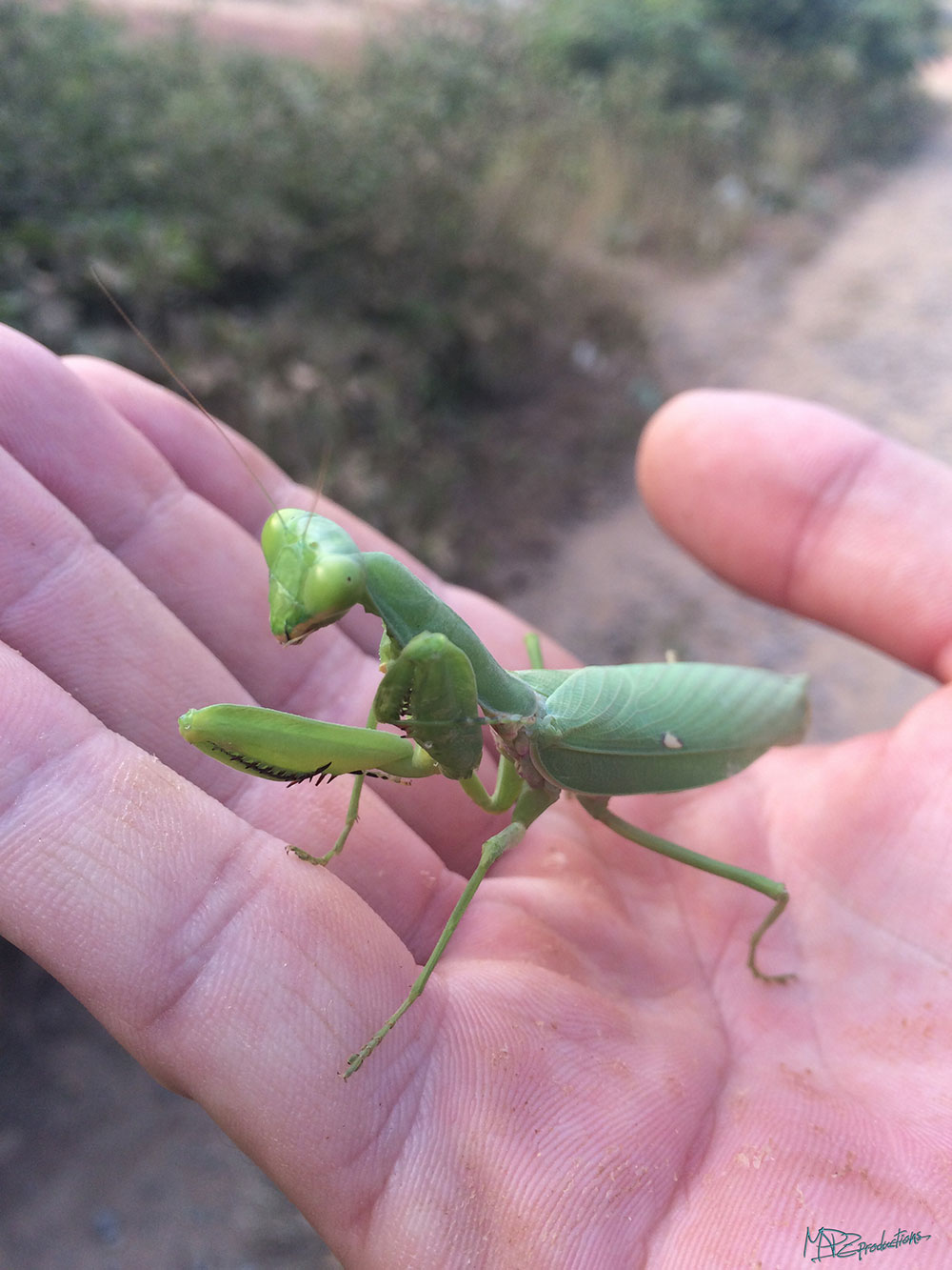 A Preying Mantis that Mikey saved from the middle of a busy road! 