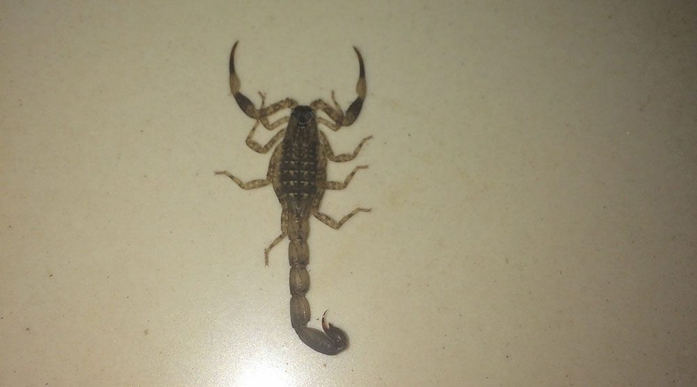 A fun night time visitor!