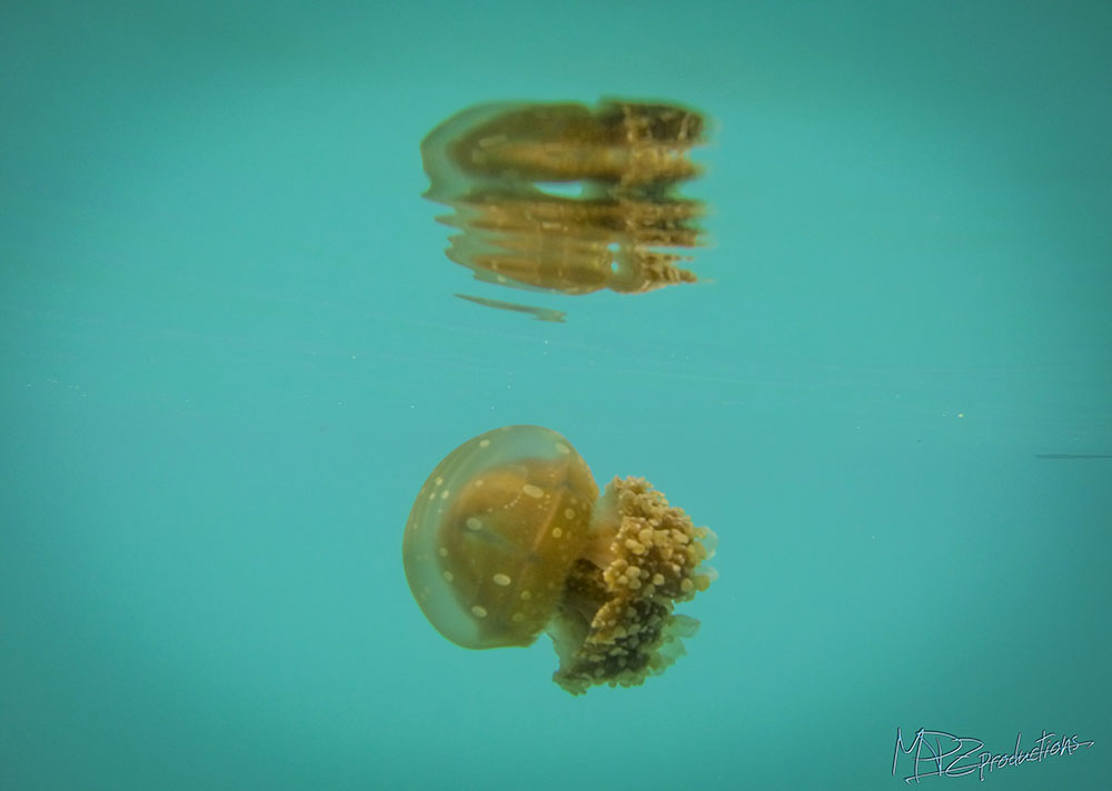 Cute little stingless jelly.